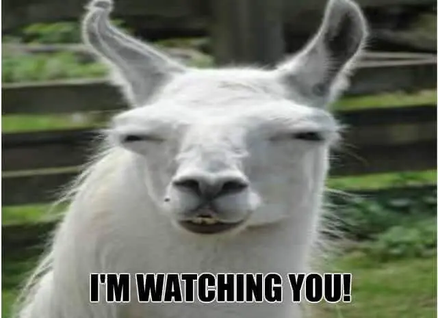 Watching You Meme